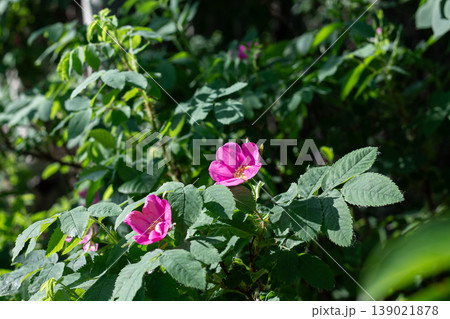 Wild Roses At The Forest's Edgeの写真素材 [139021878] - PIXTA