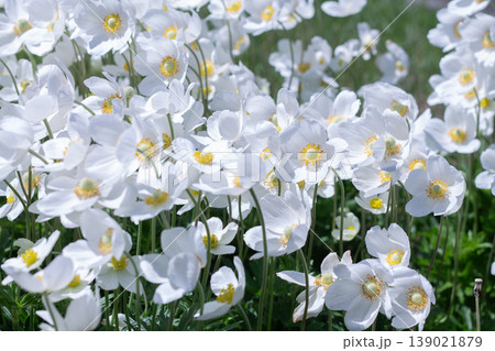 Dense Mass Planting Of Snowdrop Anemone 139021879