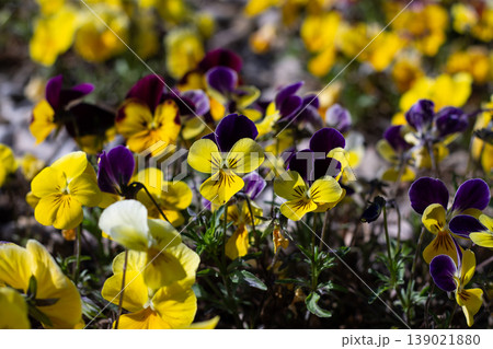 Pansy Faces In Bright Morning Sun Pansy Faces In Bright Morning Sun 139021880