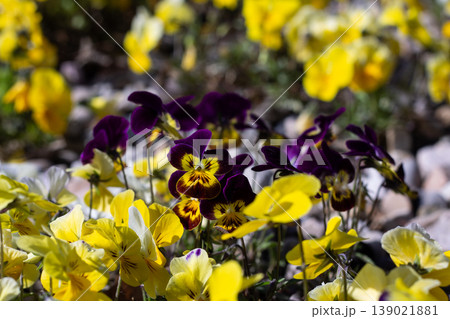 Pansy Faces In Bright Morning Sun Pansy Faces In Bright Morning Sun 139021881