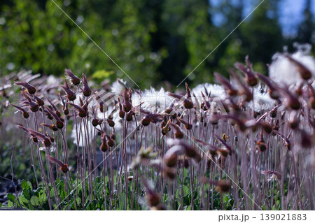Fluffy Seedheads Of The Yellow Mountain-Avens 139021883
