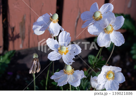 Slightly Fading Flowers Of Snowdrop Anemone Slightly Fading Flowers Of Snowdrop Anemone 139021886