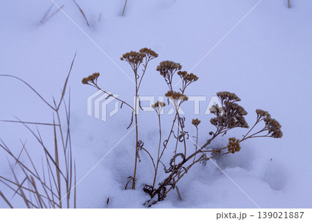 Last Year's Dry Yarrow Flowers In The Snow Last Year's Dry Yarrow Flowers In The Snow 139021887