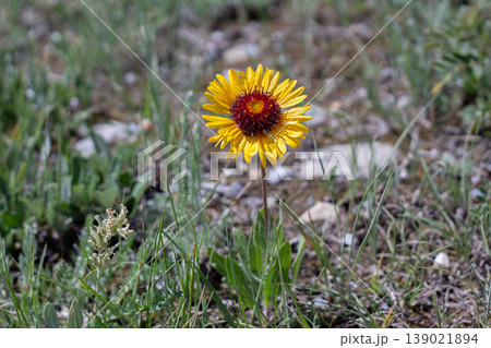 Common Blanketflower, A Striking Yellow Wildflower 139021894