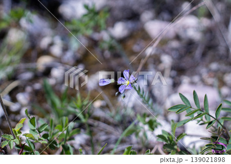 Wild Blue Flax In A Dry Meadow Wild Blue Flax In A Dry Meadow 139021898