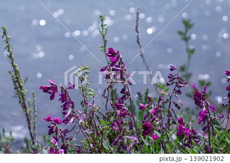 Boreal Sweetvetch Along The Riverside 139021902