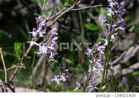 Small Roundleaf Orchid Purple Blossoms Small Roundleaf Orchid Purple Blossoms 139021910