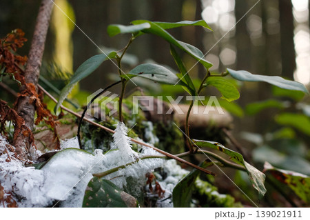 Salal Branch Covered In Ice Crystals Salal Branch Covered In Ice Crystals 139021911