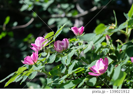 Lovely Pink Wild Rose Blooms Against Shadow Lovely Pink Wild Rose Blooms Against Shadow 139021912