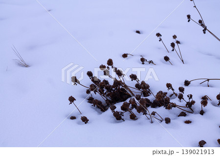 Red Clover Seedheads Poking Out Of The Snow Red Clover Seedheads Poking Out Of The Snow 139021913