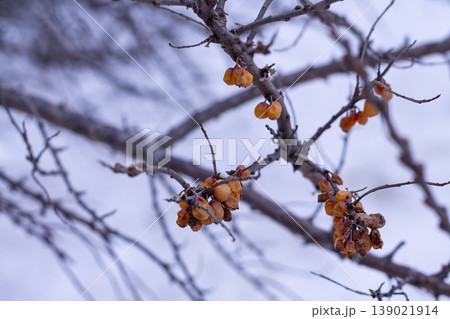 Frozen Orange Seabuckthorn Berries In Winter Frozen Orange Seabuckthorn Berries In Winter 139021914