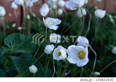 Lovely White Snowdrop Anemone Flowers 139021916