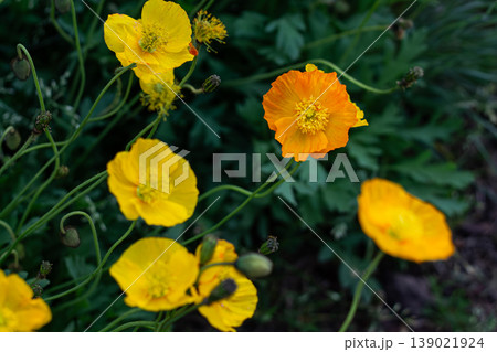 Bright Orange And Yellow Icelandic Poppies Bright Orange And Yellow Icelandic Poppies 139021924