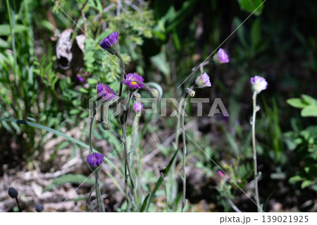 Bitter Fleabane In A Dry Alpine Habitat 139021925