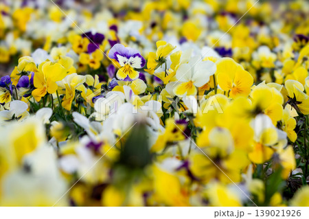 Standing Out In A Mass Of Pansy Flowers Standing Out In A Mass Of Pansy Flowers 139021926