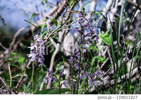 Roundleaf Orchids In Their Native Mountain Ecosystem Roundleaf Orchids In Their Native Mountain Ecosystem 139021927