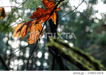 Bigleaf Maple Leaves Rest On Fir Branches Bigleaf Maple Leaves Rest On Fir Branches 139021929