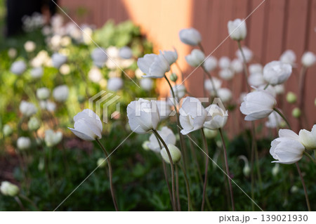 Side Profile Of Beautiful Snowdrop Anemone Blooms Side Profile Of Beautiful Snowdrop Anemone Blooms 139021930