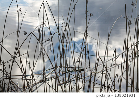 Bulrushes Contrasted With Sky Reflection On Water Bulrushes Contrasted With Sky Reflection On Water 139021931