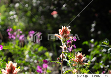Summer Morning On Great Red Paintbrush Summer Morning On Great Red Paintbrush 139021939