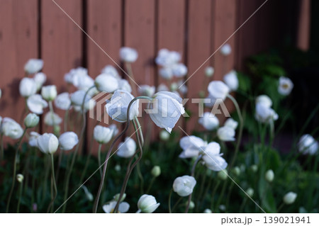 Curved Stem Of A Snowdrop Anemone Flower 139021941