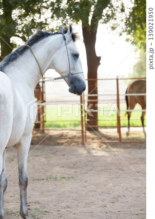 portrait of beautiful young grey Marwari stallion posing near paddocks at sunny day. India portrait of beautiful young grey Marwari stallion posing near paddocks at sunny day. India 139021950