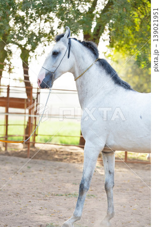 portrait of beautiful young grey Marwari stallion posing near paddock. India portrait of beautiful young grey Marwari stallion posing near paddock. India 139021951