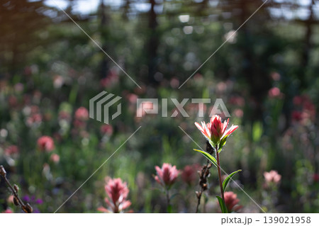 Great Red Paintbrush In A Mountain Meadow 139021958