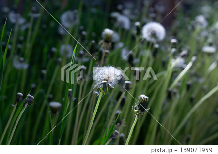 Dandelion Seed Fluff Heralds High Summer Dandelion Seed Fluff Heralds High Summer 139021959