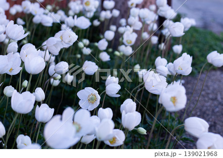 One Snowdrop Anemone Flower Faces Back One Snowdrop Anemone Flower Faces Back 139021968