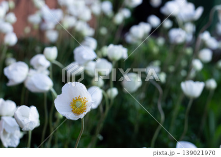 One Face In A Crowd Of Snowdrop Anemone One Face In A Crowd Of Snowdrop Anemone 139021970