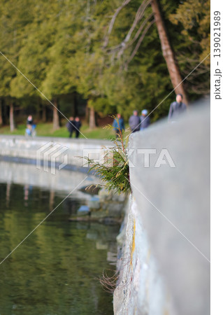Western Red Cedar On Stanley Park Seawall Western Red Cedar On Stanley Park Seawall 139021989