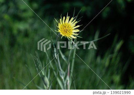 A Yellow Salsify's Sunny Flower A Yellow Salsify's Sunny Flower 139021990
