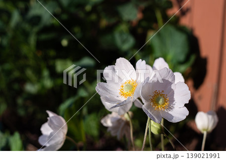 Lovely Snowdrop Anemone Blossoms In Morning Sun Lovely Snowdrop Anemone Blossoms In Morning Sun 139021991