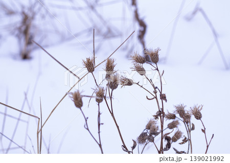 Canada Thistle Seed Heads In Winter Canada Thistle Seed Heads In Winter 139021992