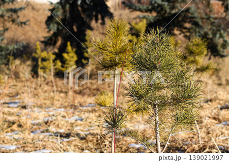 Young Trees In A Naturalization Project 139021997