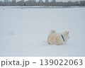 A Samoyed dog runs through the snow. 139022063