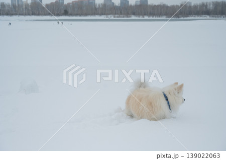 A Samoyed dog runs through the snow. 139022063