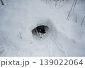 Siberian husky dog entering snow tunnel in winter forest, funny view of fluffy tail.  139022064