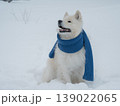 A Samoyed dog wearing a knitted scarf takes a walk in winter. 139022065