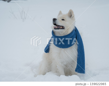A Samoyed dog wearing a knitted scarf takes a walk in winter. 139022065