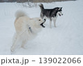 Two fluffy sled dogs in snowy winter landscape.  139022066