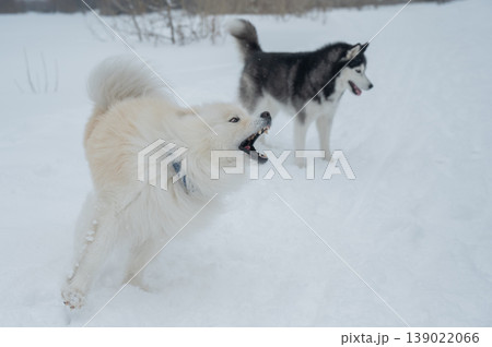 Two fluffy sled dogs in snowy winter landscape.  139022066