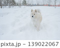 White Samoyed dog in snowy winter landscape, close up portrait 139022067