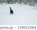 Siberian husky dog running away in deep snow towards winter forest 139022068