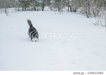 Siberian husky dog running away in deep snow towards winter forest Siberian husky dog running away in deep snow towards winter forest 139022068