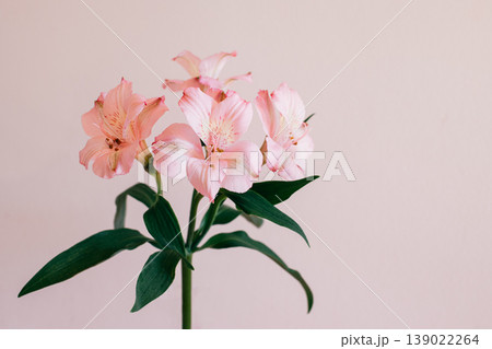 Beautiful pink Alstroemeria flowers on a pink pastel background. Place for text. Beautiful pink Alstroemeria flowers on a pink pastel background. Place for text. 139022264