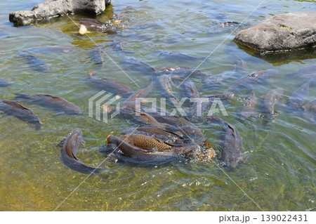 池で泳ぐ鯉 139022431