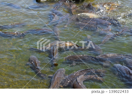 池で泳ぐ鯉 139022433
