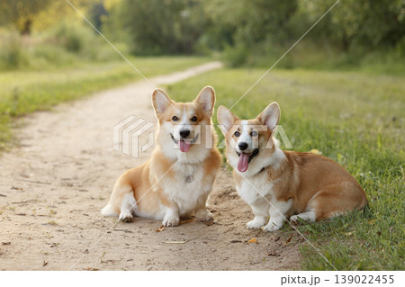 Corgis Resting Outdoors. Pair Of Loyal Corgis Sitting Peacefully On Sunlit Dirt Path 139022455